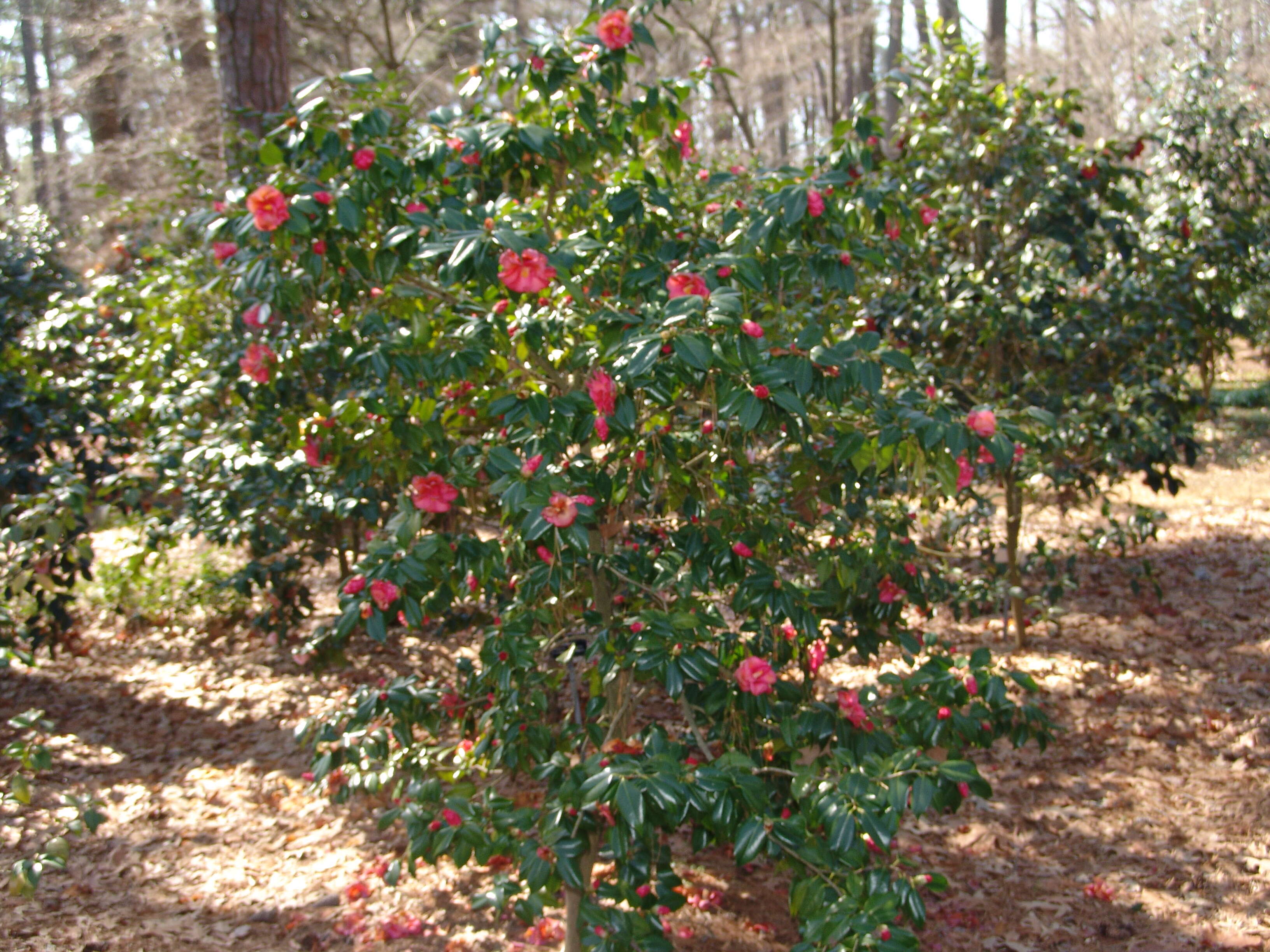 Image of camellia