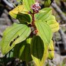 Image of Tococa guianensis Aubl.