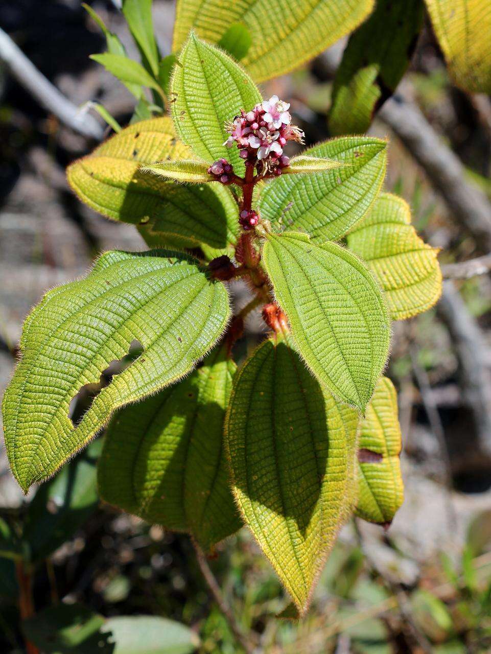 Image of Tococa guianensis Aubl.