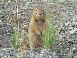 Image of Arctic ground squirrel