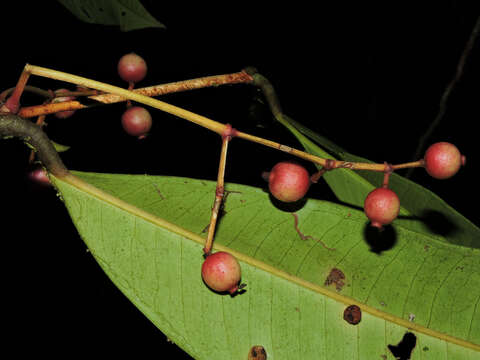 Слика од Calyptranthes longicalyptrata B. Holst & M. L. Kawas.