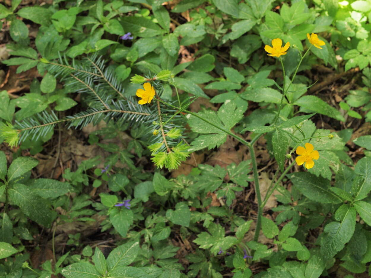 Image of Ranunculus tuberosus Lapeyr.