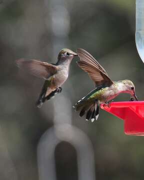 Image of Black-chinned Hummingbird