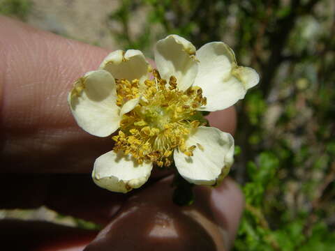 Image of Stansbury cliffrose