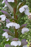 Image of acanthus