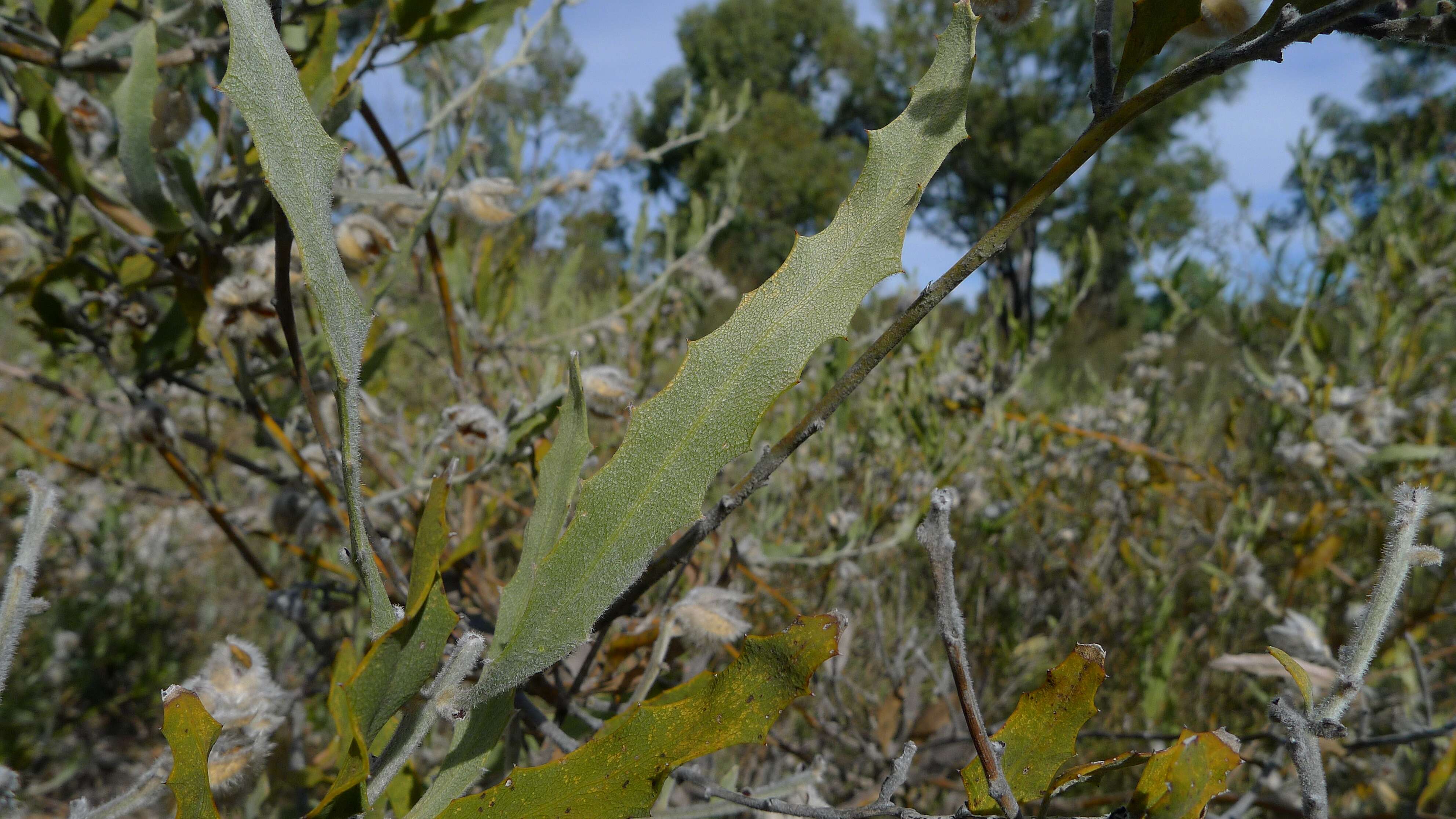 Image of Jacksonia floribunda Endl.