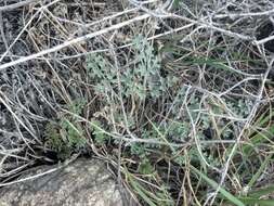 Imagem de Lomatium rigidum (M. E. Jones) Jepson