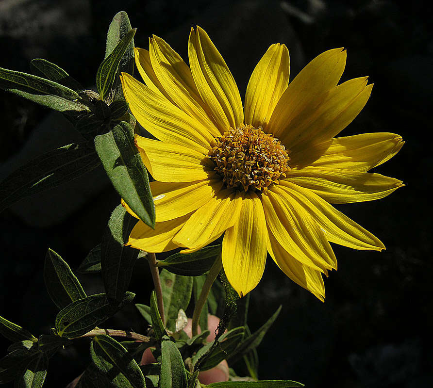 Aldama revoluta (Meyen) E. E. Schill. & Panero resmi