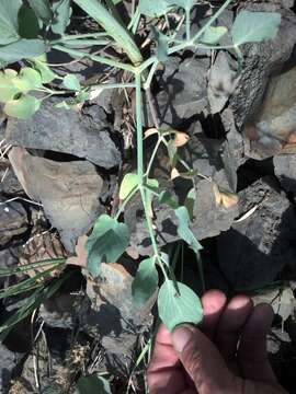 Image of barestem biscuitroot