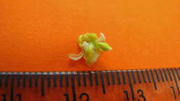 Image of Trigoniaceae