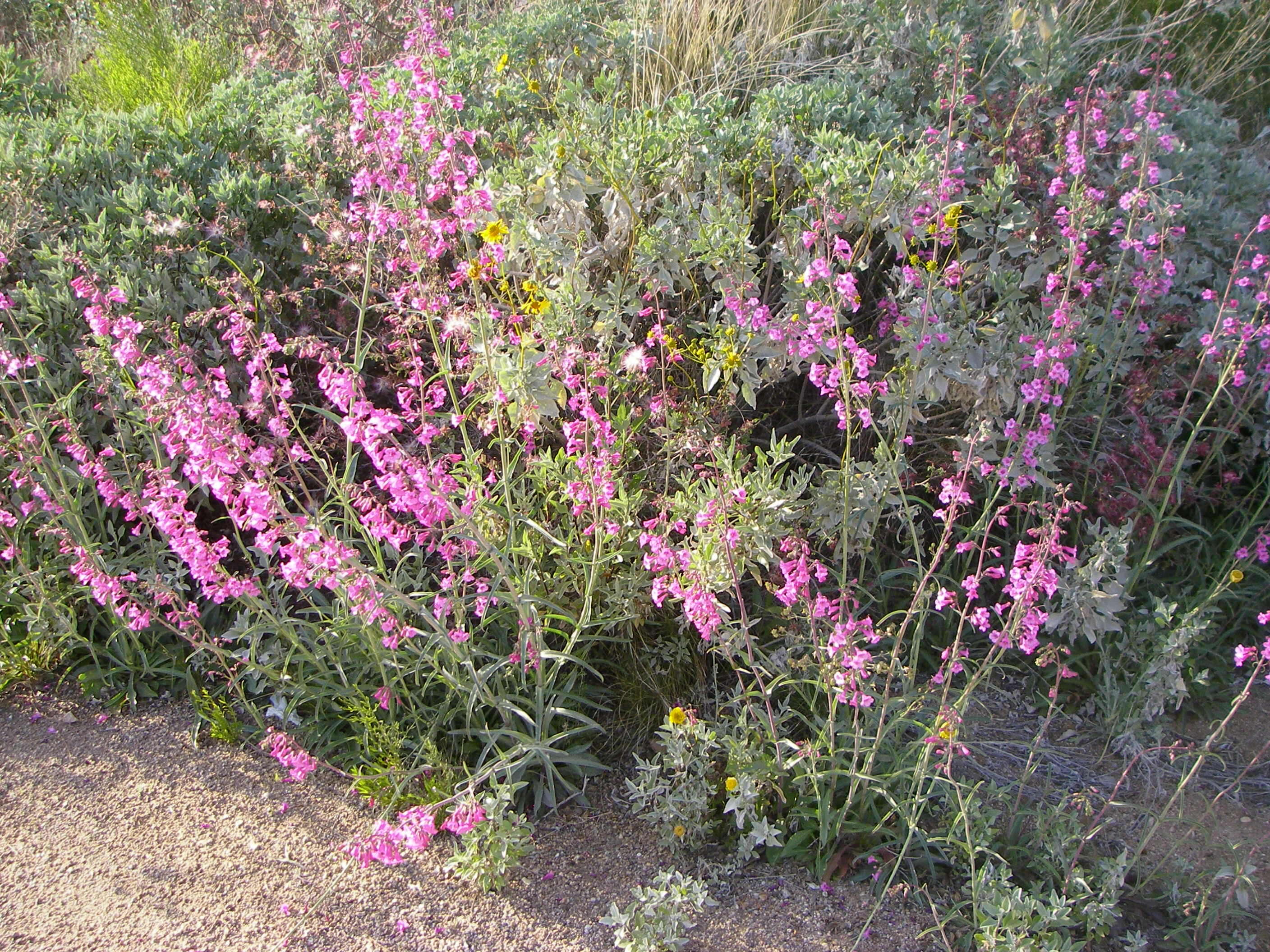 Слика од Penstemon parryi A. Gray