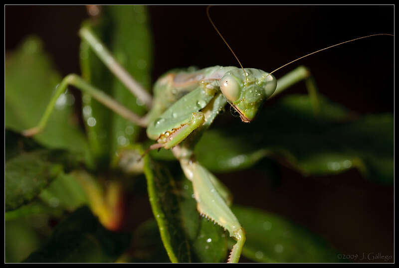 Image of tarachodid mantises