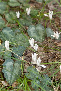 Image of Cretan cyclamen