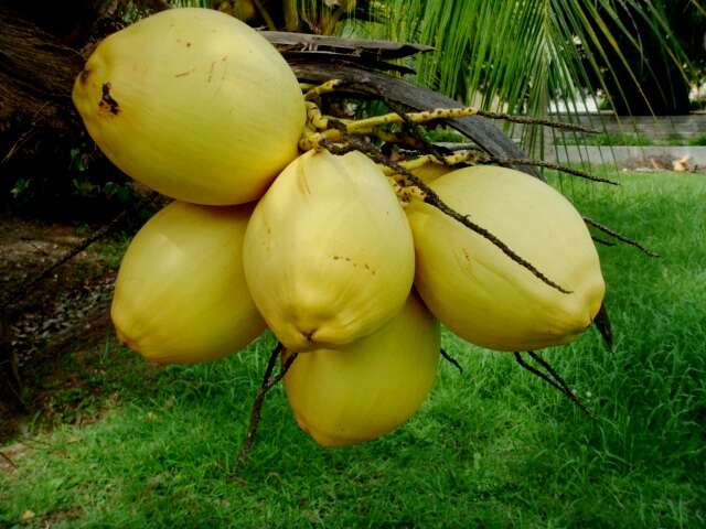 Image of coconut palm