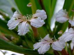 صورة Scaevola sericea Forst. fil.