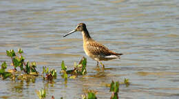 Image of Short-billed Dowitcher