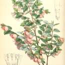 Image of pink snowberry