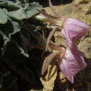 Image of Oenothera cespitosa subsp. crinita (Munz) Munz