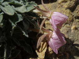 Image of desert evening primrose