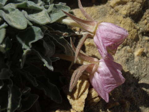 Oenothera cespitosa subsp. crinita (Munz) Munz resmi