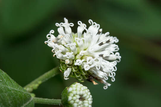 Sivun Melanthera nivea (L.) Small kuva