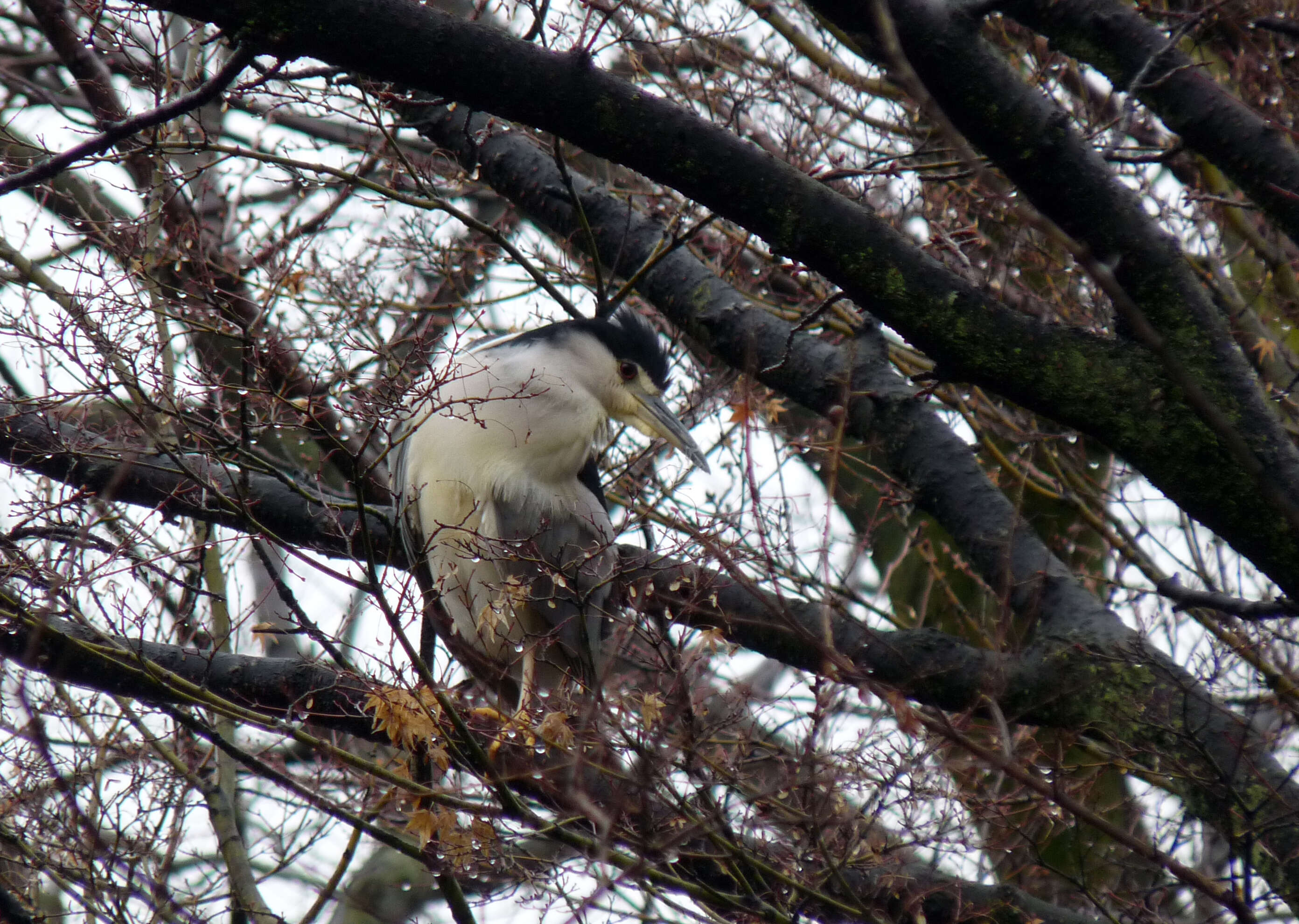 Image of Night Herons