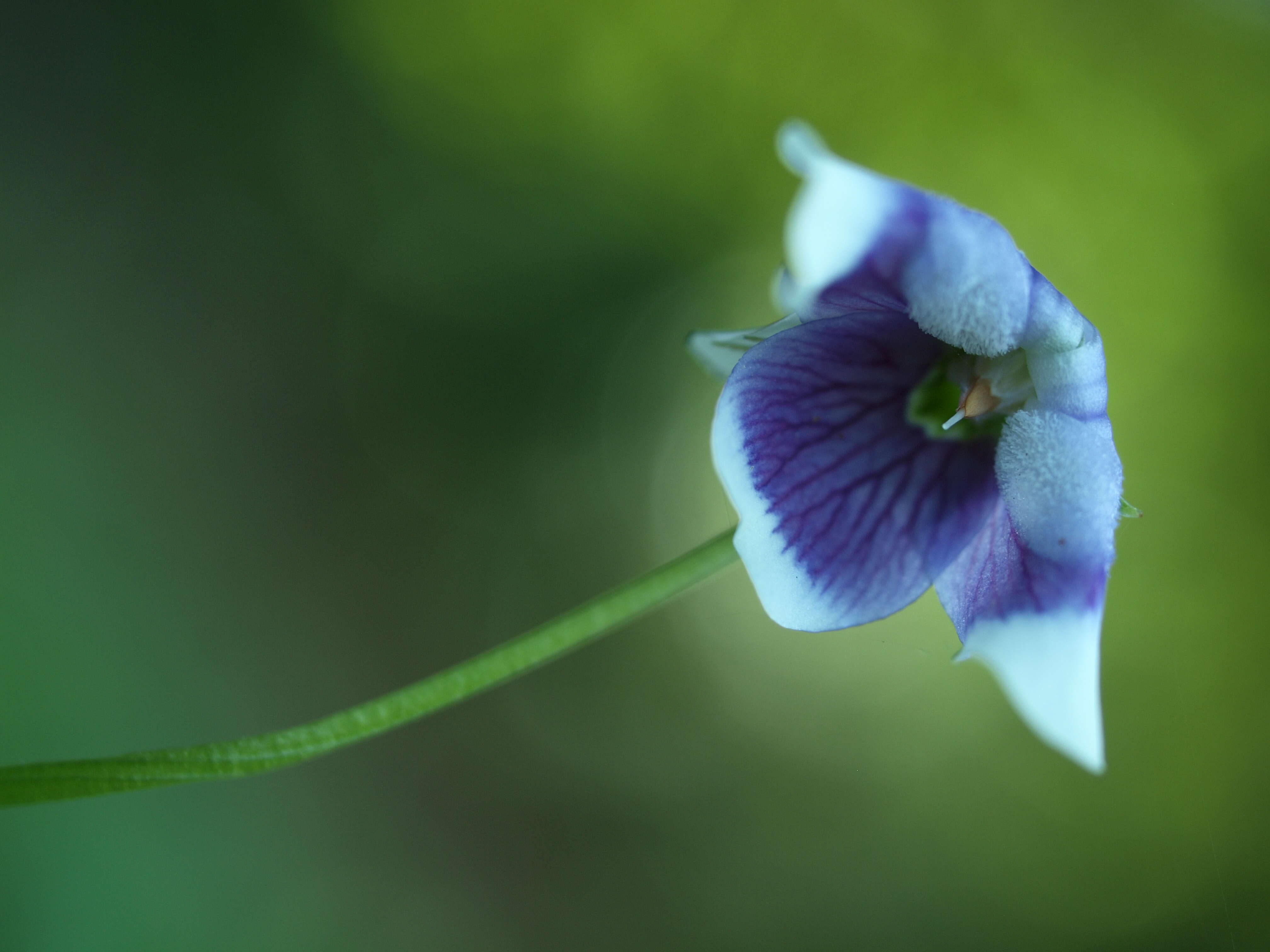 Sivun Viola hederacea Labill. kuva