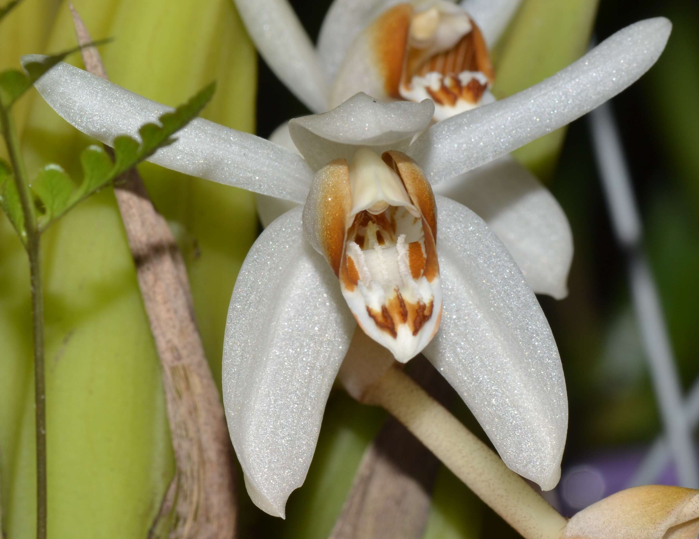 Image of Coelogyne swaniana Rolfe