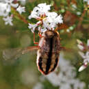 Image of Trichophthalma rosea (Macquart 1846)