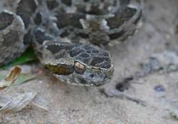 Image of Bothrops matogrossensis Amaral 1925