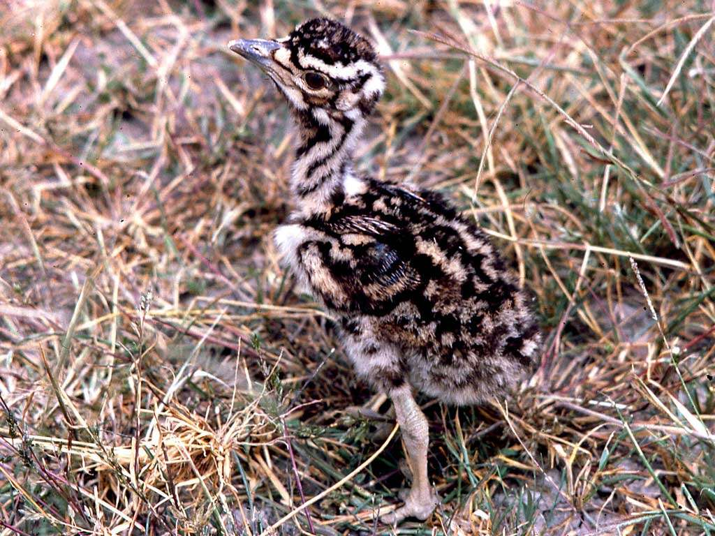 Image of Kori Bustard