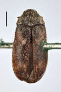 Image of Dermestes pubescens