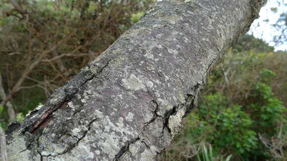 Image of beach sheoak