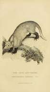 Image of aardvark