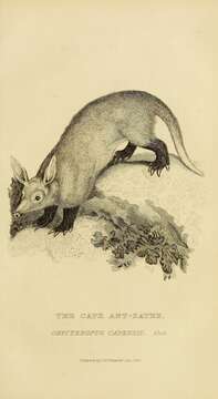 Sivun Orycteropus G. Cuvier 1798 kuva