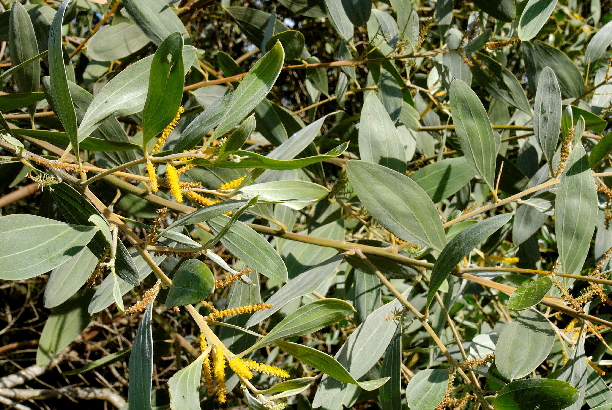 Слика од Acacia holosericea A. Cunn. ex G. Don