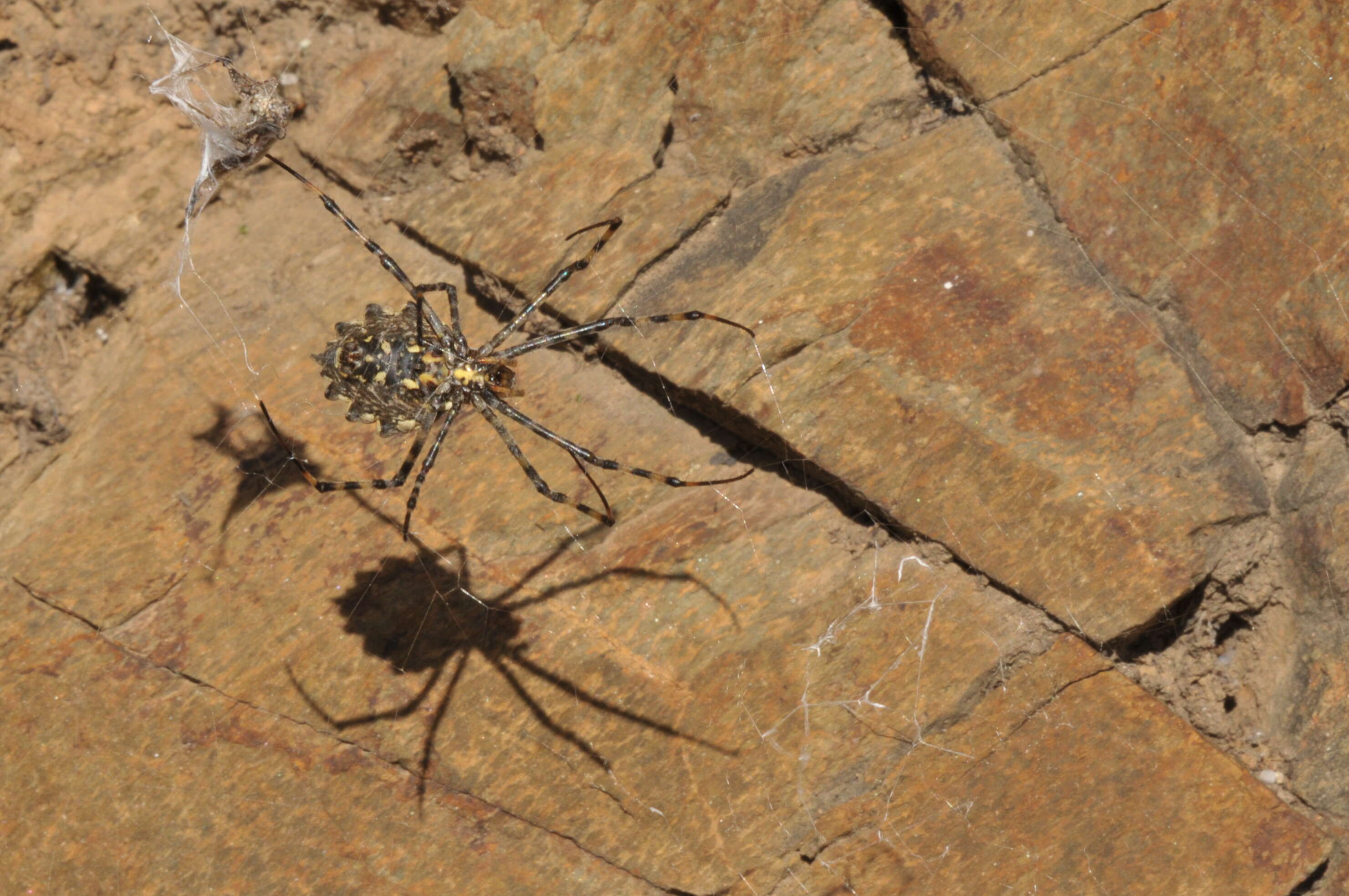 Image of Argiope lobata (Pallas 1772)