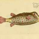 Image of Boxfish