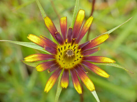 Image of goatsbeard