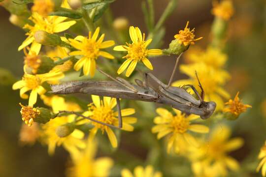 Image of Mediterranean Mantis