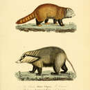 Image of Ailurus Fulgens