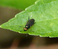 Image of Beris chalybata (Forster 1771)