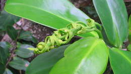 صورة Souroubea guianensis Aubl.