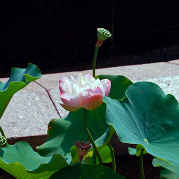 Image of sacred lotus