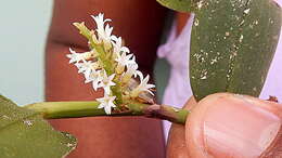 Image of Bentspur orchids