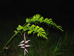 Image of Heliconia chartacea Lane ex Barreiros