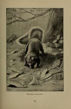 Imagem de Sciurus subgen. Sciurus Linnaeus 1758