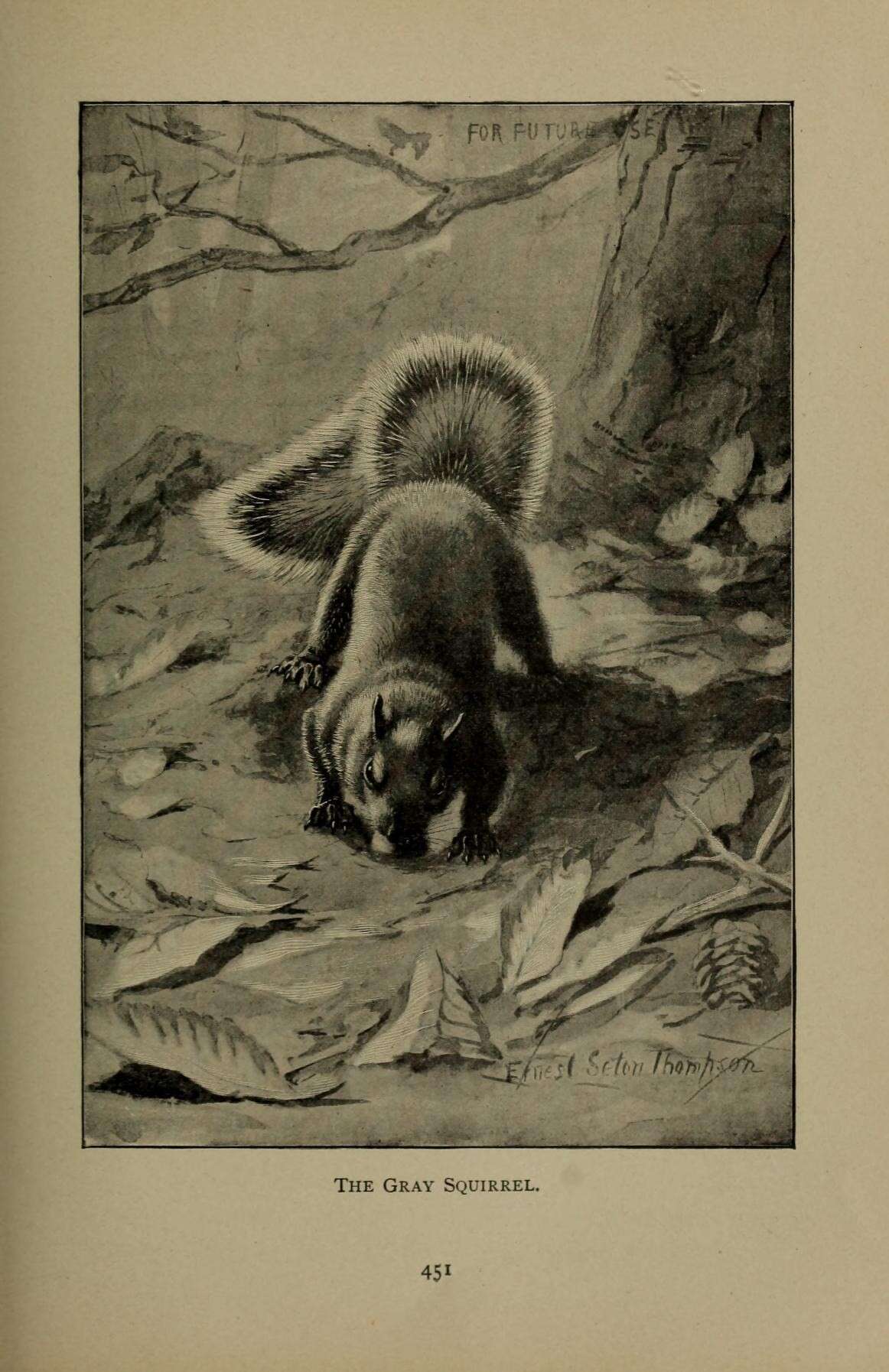 Image of Sciurus subgen. Sciurus Linnaeus 1758