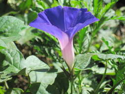 Image of Beach moonflower