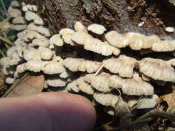 Image of Schizophyllum